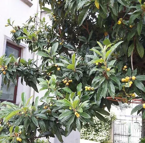 Casa Magnolia Apartament Lido di Venezia